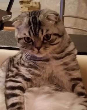 Шотландский вислоухий котик Фил Шотландский вислоухий котик Фил