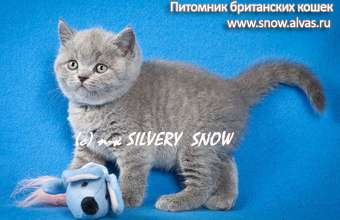 Котята британские Котята британские