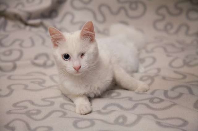 Котенку Руне одноглазику очень нужен дом Котенку Руне одноглазику очень нужен дом