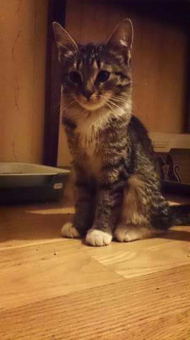 Зайка котенок девочка ласковая 3м Зайка котенок девочка ласковая 3м