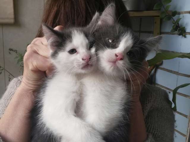 Котята ищут своих хозяев Котята ищут своих хозяев