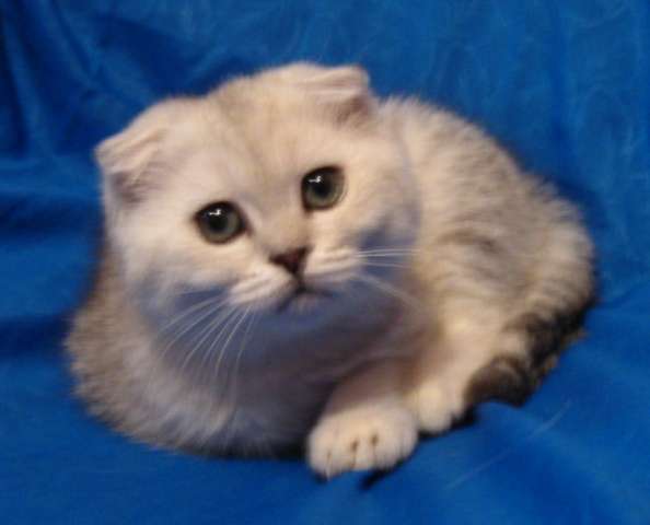 Вислоухие котята и страйты, серебро, золото Вислоухие котята и страйты, серебро, золото