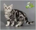 Британские котята серебристые мраморные
