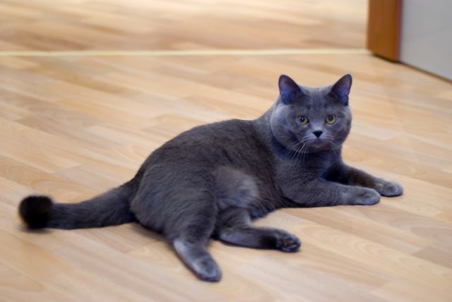 Британский котик ищет кошечку Британский котик ищет кошечку