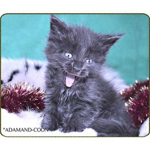 МЕЙН-КУН КОТЯТА МЕЙН-КУН КОТЯТА