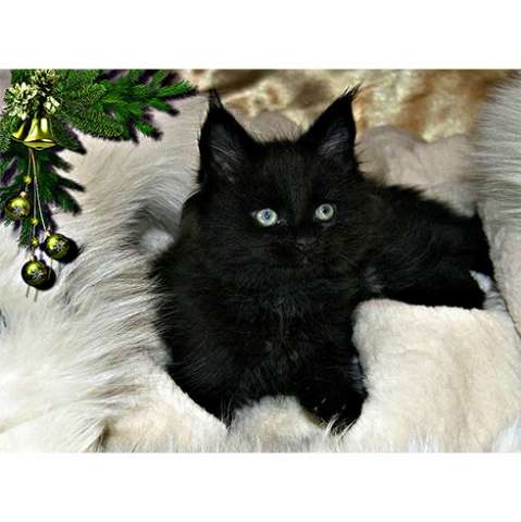 МЕЙН-КУН КОТЯТА МЕЙН-КУН КОТЯТА