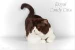 Шикарный британский кот, шоколадный биколор