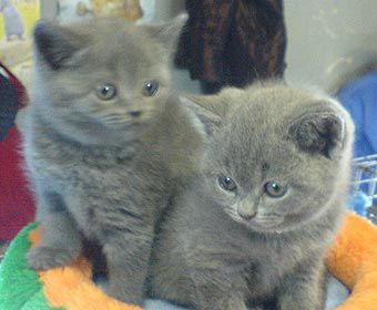 ббританская голубая кошечка ббританская голубая кошечка