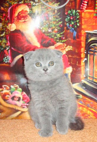 ШОТЛАНДСКИЕ вислоухие короткошерстные котята с отличными породными данными. НЕДОРОГО! ШОТЛАНДСКИЕ вислоухие короткошерстные котята с отличными породными данными. НЕДОРОГО!