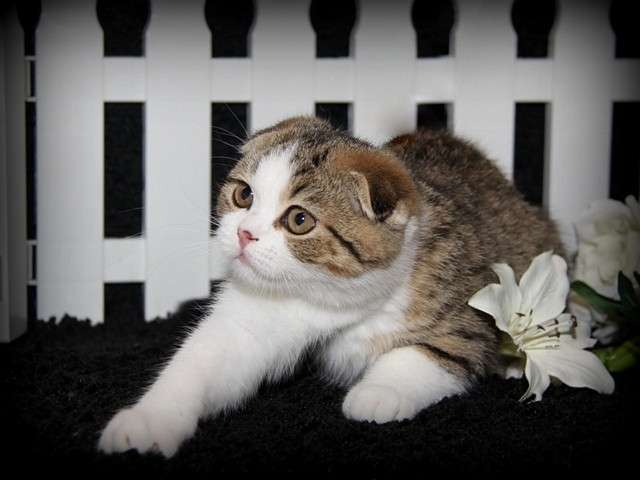 Котята для тех, кто хочет быть счастливым Котята для тех, кто хочет быть счастливым