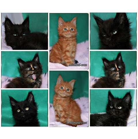 мейн кун котята мейн кун котята