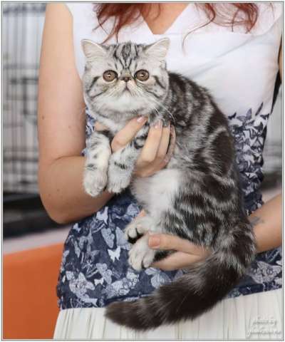 Экзотический котенок-кошечка Экзотический котенок-кошечка