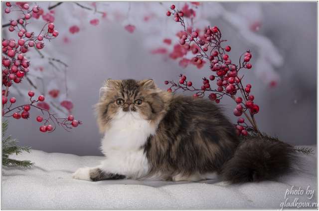Персидский котенок-кошечка Персидский котенок-кошечка