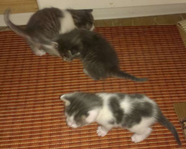 Лунные котята в дар Лунные котята в дар