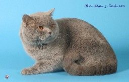 Британский кот приглашает на вязку кошек в Петербурге Британский кот приглашает на вязку кошек в Петербурге