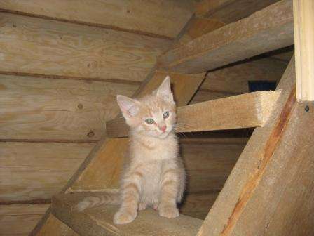 Котята 1,5 месяца
