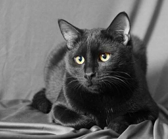 В дар черный котик Игорёк, 10 мес. В дар черный котик Игорёк, 10 мес.