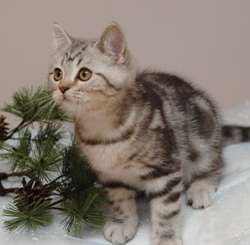 Шотландские котята Шотландские котята