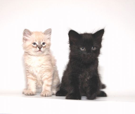 сибирские котята из питомника сибирские котята из питомника