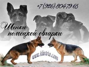 Щенки немецкой овчарки. Щенки немецкой овчарки.