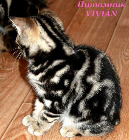 Британские котята черный мрамор из питомника VIVIAN. Британские котята черный мрамор из питомника VIVIAN.