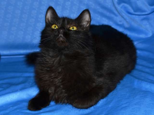 Черные коты и кошки в добрые руки! Черные коты и кошки в добрые руки!