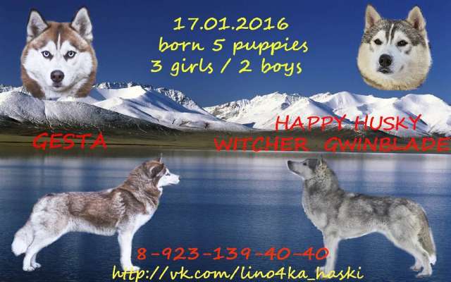 Щенки хаски для шоу и спорта Щенки хаски для шоу и спорта