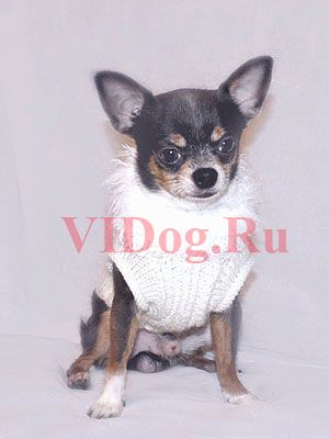 Чихуахуа гш титулованный кобель эксклюзивного трехцветного окраса для вязок Чихуахуа гш титулованный кобель эксклюзивного трехцветного окраса для вязок