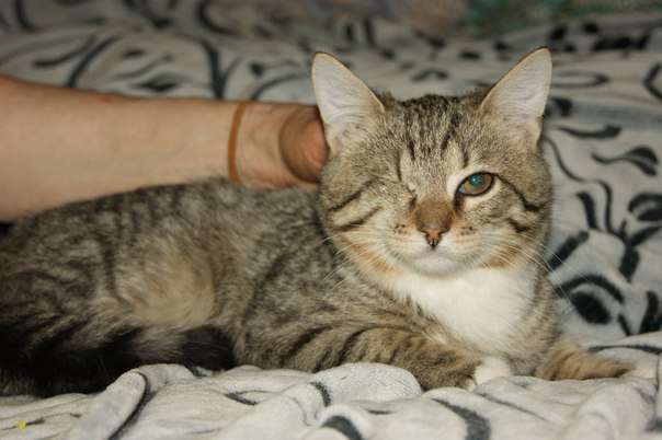Добрый одноглазый котенок 3 месяца в хорошие руки! Добрый одноглазый котенок 3 месяца в хорошие руки!