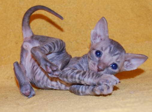 Корниш Рекс- котёнок тигрёнок, с кудрявой шерстью Корниш Рекс- котёнок тигрёнок, с кудрявой шерстью
