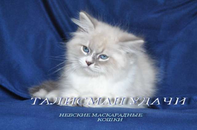 Невские Маскарадные котята Невские Маскарадные котята