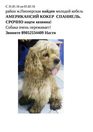 Найден Американский Кокер Спаниель!!!! Найден Американский Кокер Спаниель!!!!