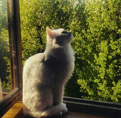 Отдам безумно красивого, доброго и любящего котв Отдам безумно красивого, доброго и любящего котв