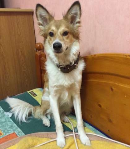 Очаровашка Персик, молоденький домашний песик в добрые руки. Очаровашка Персик, молоденький домашний песик в добрые руки.