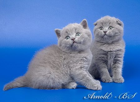 ШОТЛАНДСКИЕ ПЛЮШЕВЫЕ КОТЯТА - вислоухие и прямоухие. ШОТЛАНДСКИЕ ПЛЮШЕВЫЕ КОТЯТА - вислоухие и прямоухие.