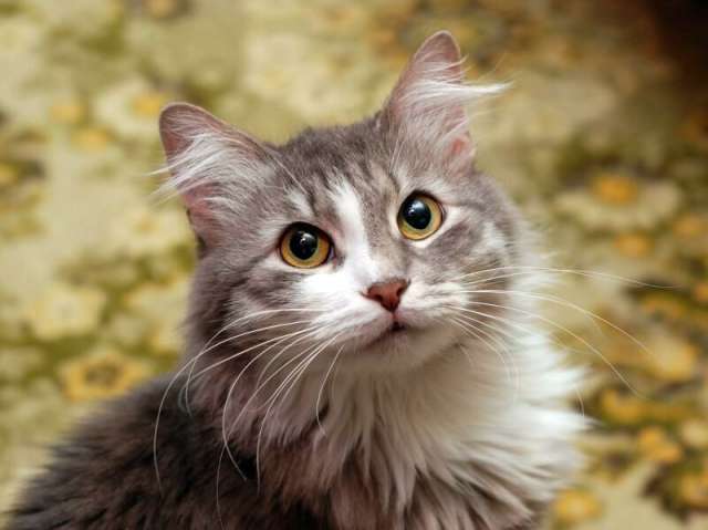 Нэнси - фенотип сибирской кошки, в дар. Нэнси - фенотип сибирской кошки, в дар.