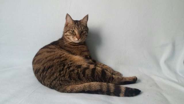 Отдам кота Отдам кота