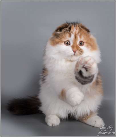 Милейшие шотландские котята Милейшие шотландские котята