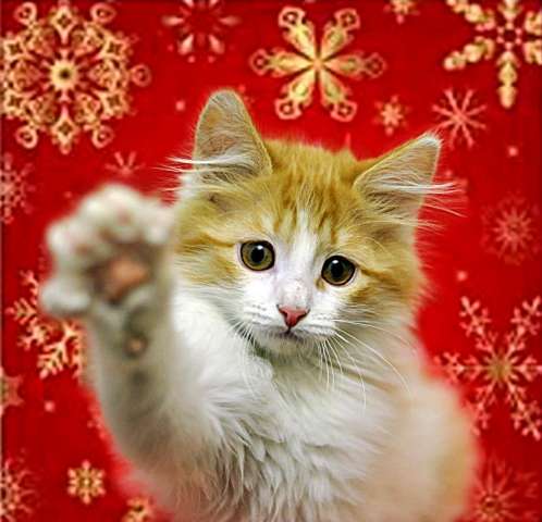 В Новом году каждому котенку по любящей маме! Мяу! В Новом году каждому котенку по любящей маме! Мяу!