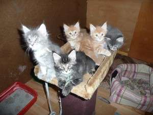 котята мейн кун продажа с документами клуба. котята мейн кун продажа с документами клуба.
