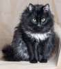 Пушистый красавец Яша! Кот необычного окраса "черный дым" в добрые руки.