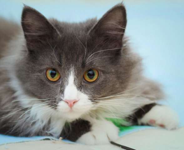 Дымок - самый нежный котик, 8 мес. Дымок - самый нежный котик, 8 мес.