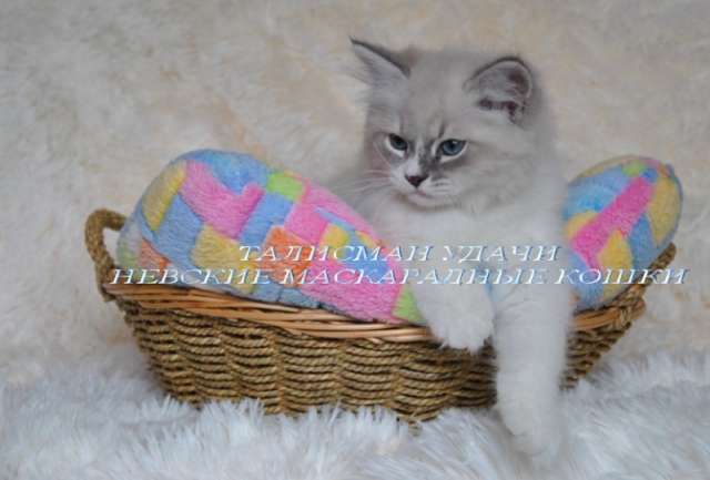 Невские Маскарадные котята Невские Маскарадные котята