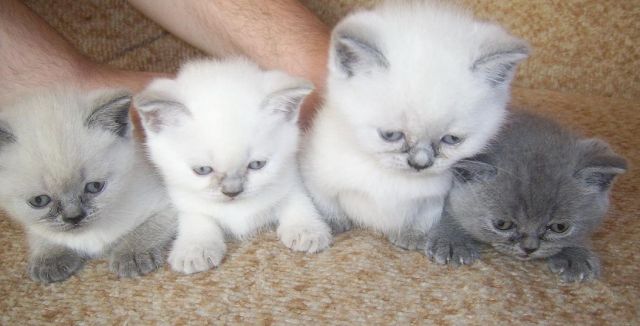 Британские плюшевые котята Британские плюшевые котята