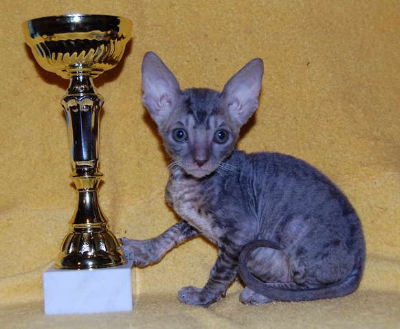 Корниш Рекс- котёнок тигрёнок, с кудрявой шерстью Корниш Рекс- котёнок тигрёнок, с кудрявой шерстью