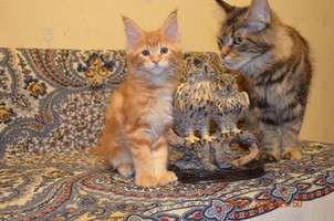 Кошечки Мейн кун Кошечки Мейн кун
