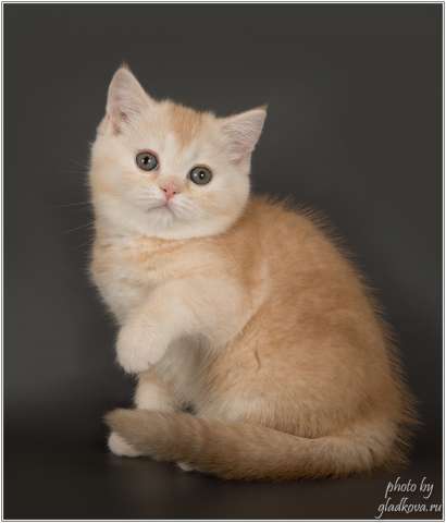 Шотландские котята к празднику Шотландские котята к празднику