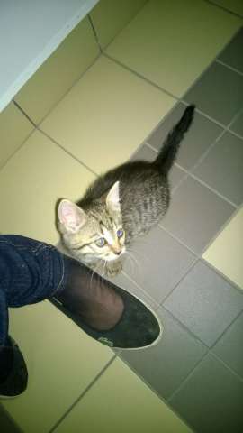 Котёнок ищет дом Котёнок ищет дом