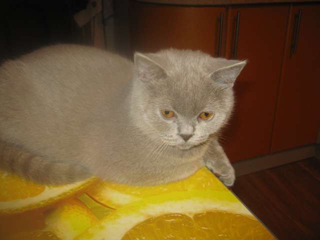 Клубные подрощенные котята Клубные подрощенные котята