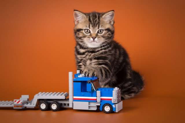 Продам котенка Продам котенка